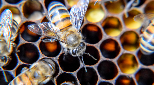 The Power of Bee Propolis