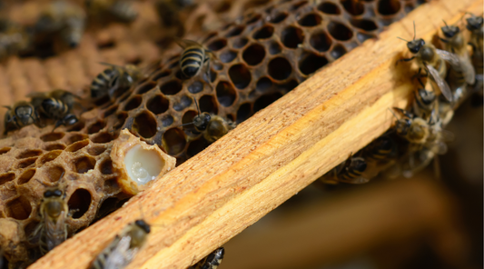 What is Royal Jelly?