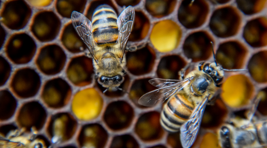 Bee Pearl: Everything You Need to Know About the Queen Bee of Supplements