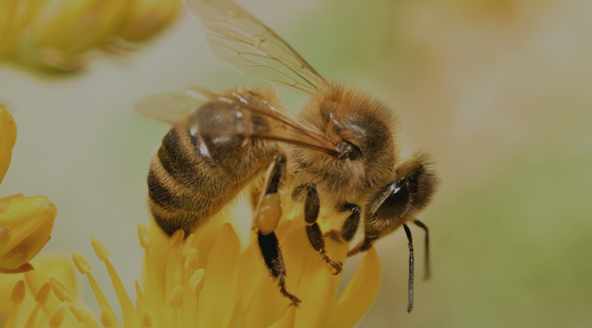History of Bee Medicine: Royal Jelly, Propolis, and Bee Bread